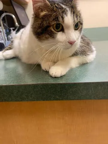 Sunrise Boulevard Animal Hospital Picture 1