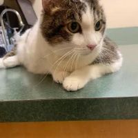 Sunrise Boulevard Animal Hospital ico