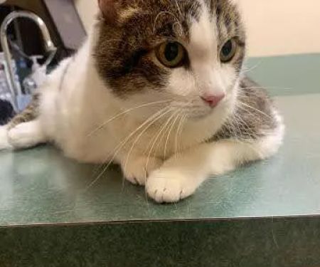 Sunrise Boulevard Animal Hospital