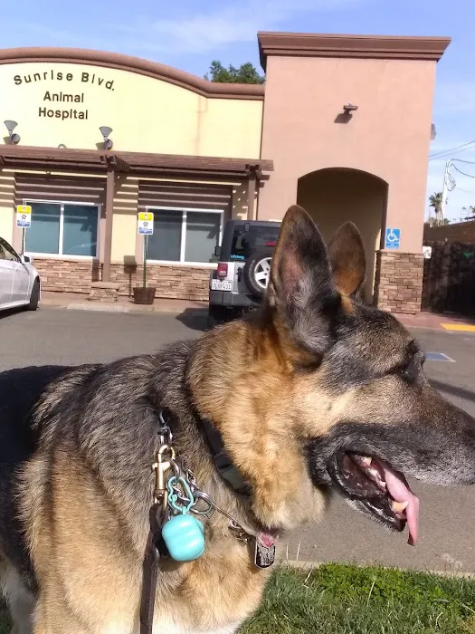 Sunrise Boulevard Animal Hospital Picture 5