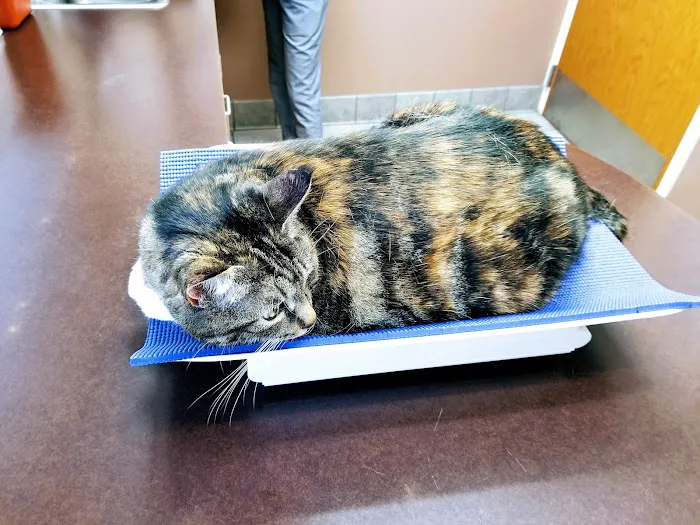 Sunrise Boulevard Animal Hospital Picture 6