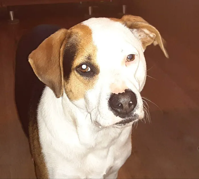 Greenbrier Animal Care Center Picture 1