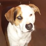 Greenbrier Animal Care Center