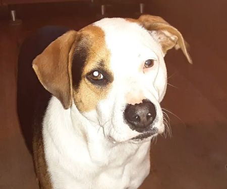 Greenbrier Animal Care Center