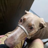 Highlands Veterinary Center ico