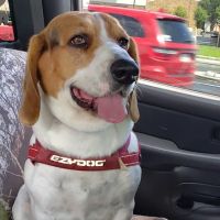 Cooke Veterinary Medical Center ico