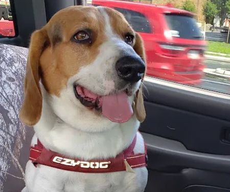 Cooke Veterinary Medical Center