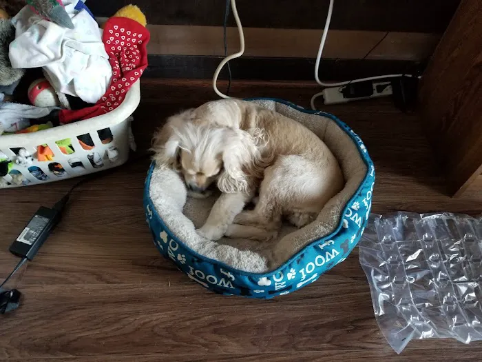 Banfield Pet Hospital Picture 1