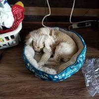 Banfield Pet Hospital ico