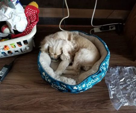 Banfield Pet Hospital