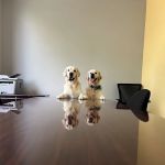 Unleashed Veterinary Urgent Care