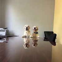 Unleashed Veterinary Urgent Care ico
