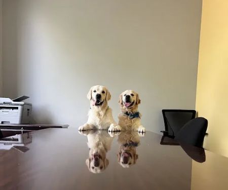 Unleashed Veterinary Urgent Care