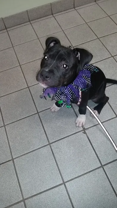 VCA Airline Boulevard Animal Hospital Picture 2