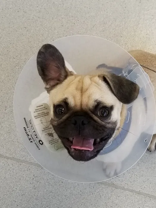 West LA Veterinary Group Picture 7