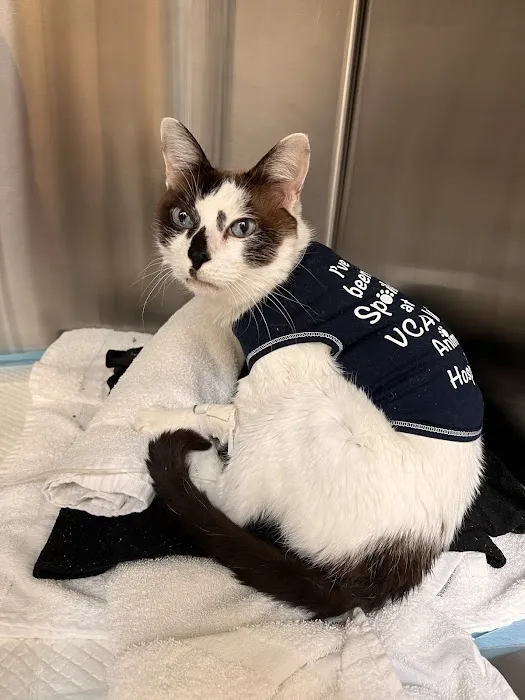 VCA West Los Angeles Animal Hospital Picture 1