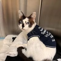 VCA West Los Angeles Animal Hospital ico