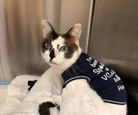 VCA West Los Angeles Animal Hospital