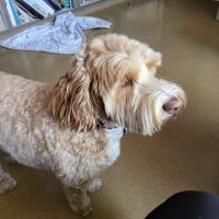 Pasternak Veterinary Center ico