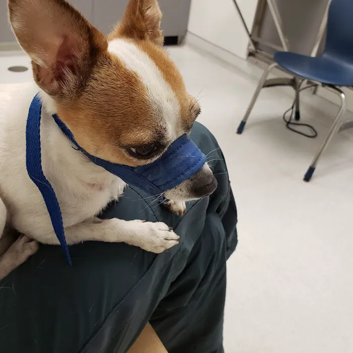 Shelter Veterinary Picture 7