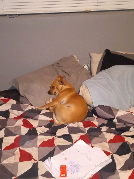 Shelter Veterinary Picture 3