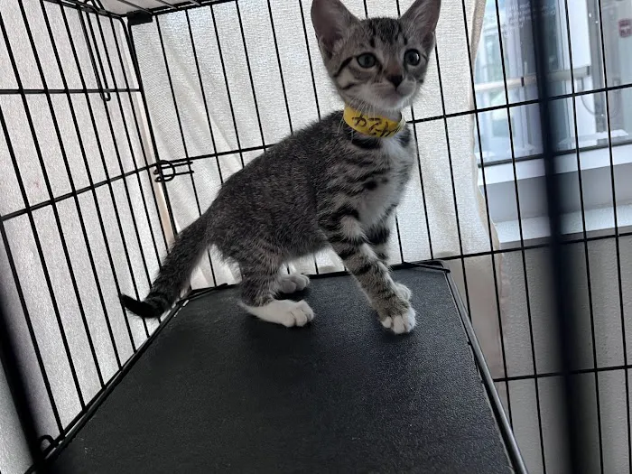 Shelter Veterinary Picture 5