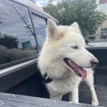 Shelter Veterinary