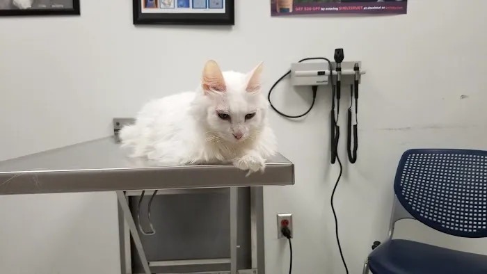 Shelter Veterinary Picture 4