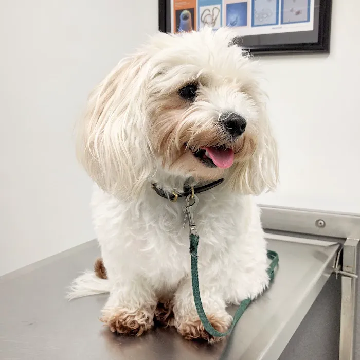 Shelter Veterinary Picture 10
