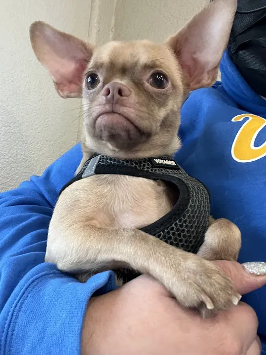 El Segundo Animal Hospital Picture 10