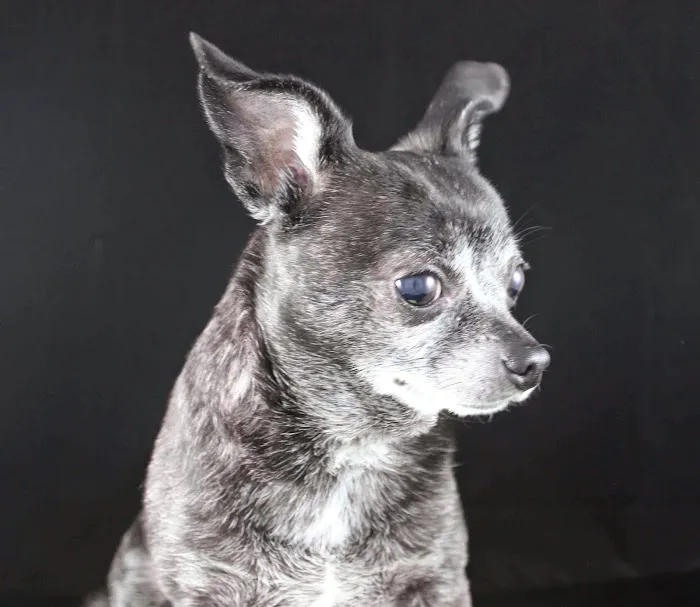 El Segundo Animal Hospital Picture 5