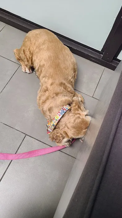 Animal Dermatology Clinic Picture 5