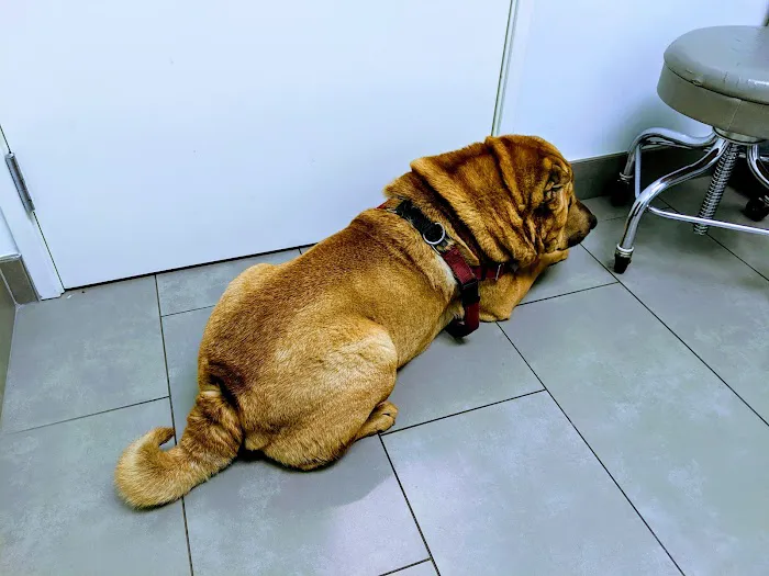 Animal Dermatology Clinic Picture 6