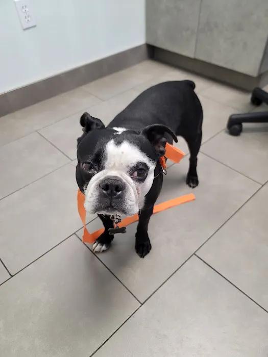Animal Dermatology Clinic Picture 1