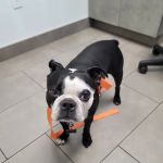 Animal Dermatology Clinic
