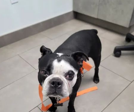 Animal Dermatology Clinic