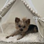 Shane Veterinary Medical Center