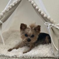 Shane Veterinary Medical Center ico