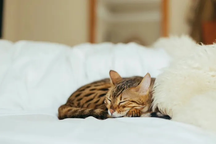 The Cat Hospital Picture 5