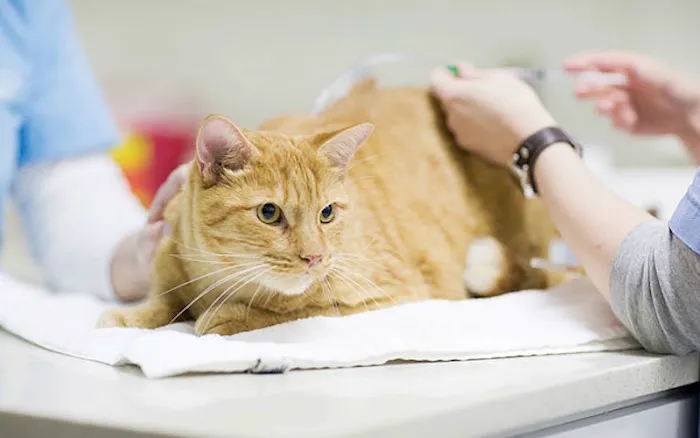 The Cat Hospital Picture 6