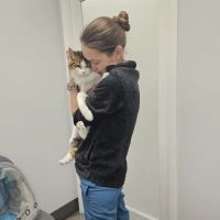The Cat Hospital ico