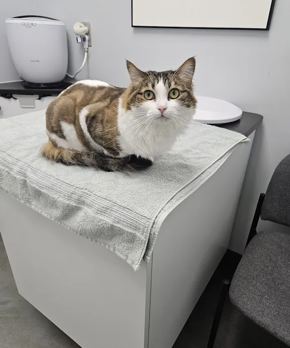 The Cat Hospital Picture 3