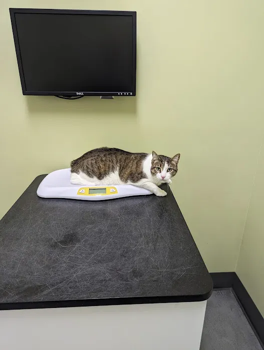 The Cat Hospital Picture 2