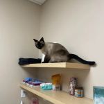 Papaya Veterinary Care - Culver City