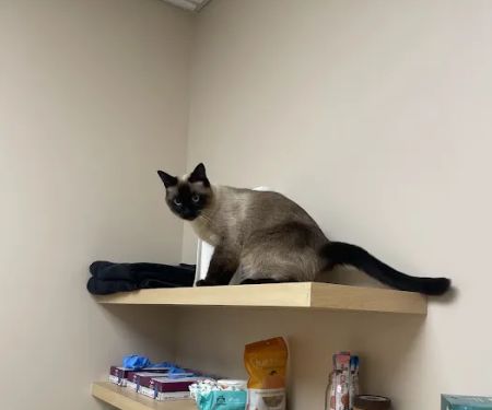 Papaya Veterinary Care - Culver City