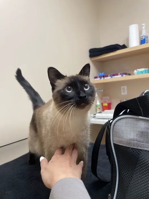Papaya Veterinary Care - Culver City Picture 3