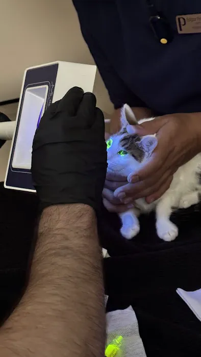Papaya Veterinary Care - Culver City Picture 4
