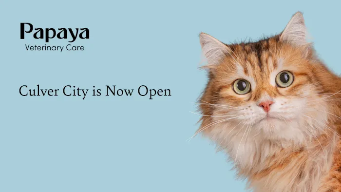Papaya Veterinary Care - Culver City Picture 6