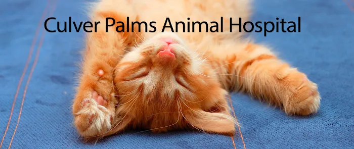 Culver Palms Animal Hospital Picture 10
