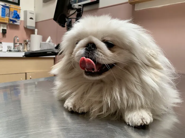 Culver Palms Animal Hospital Picture 1